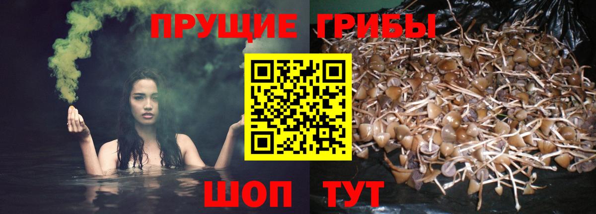 Алейск  Галлюциногенные грибы мицелий  Псилоцибиновые грибы прущие грибы  Вход с VPN 